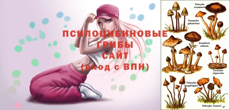 Псилоцибиновые грибы Magic Shrooms  Жуковка 